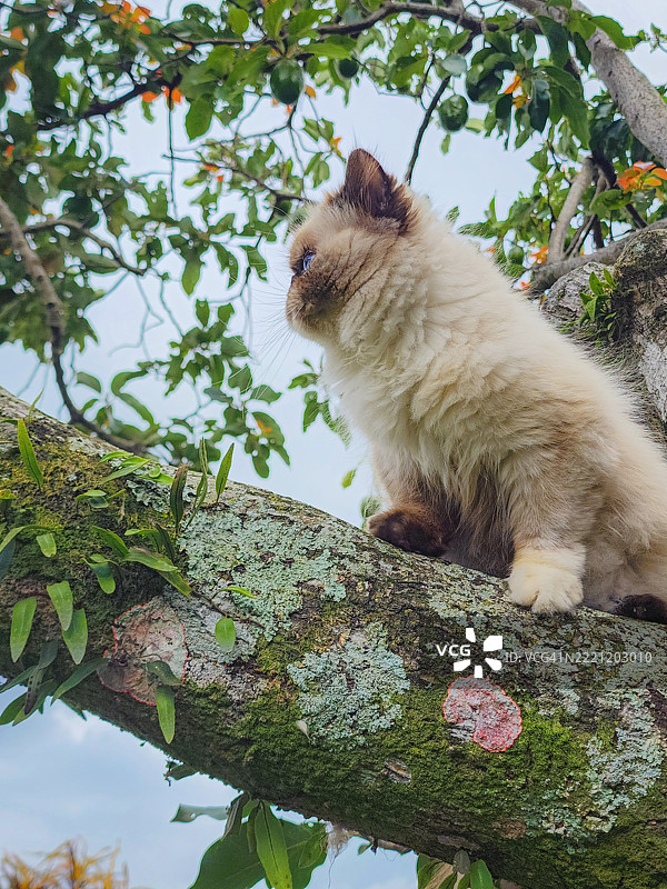 喜马拉雅猫在自然中爬树图片素材
