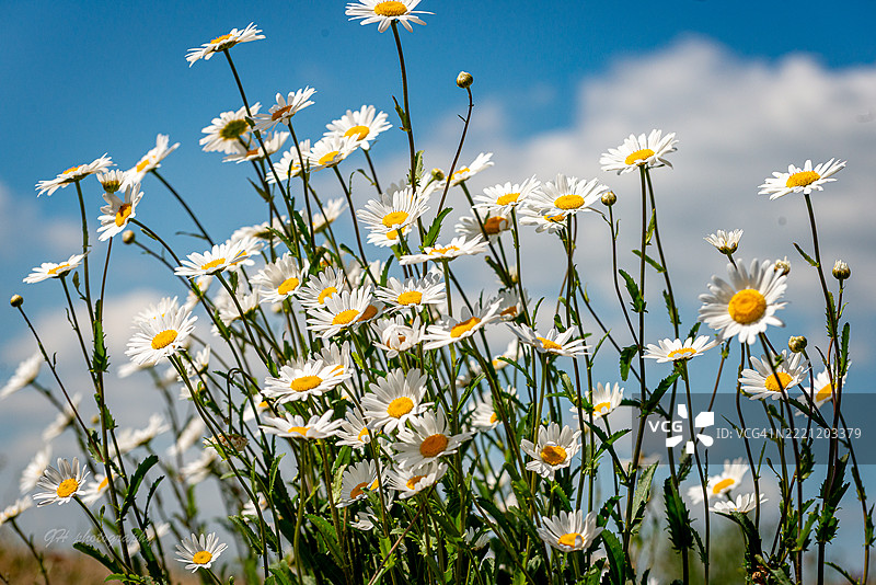 田野上黄色花卉植物的特写图片素材