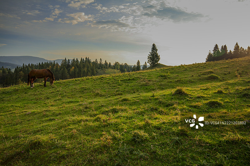 田野中的马图片素材