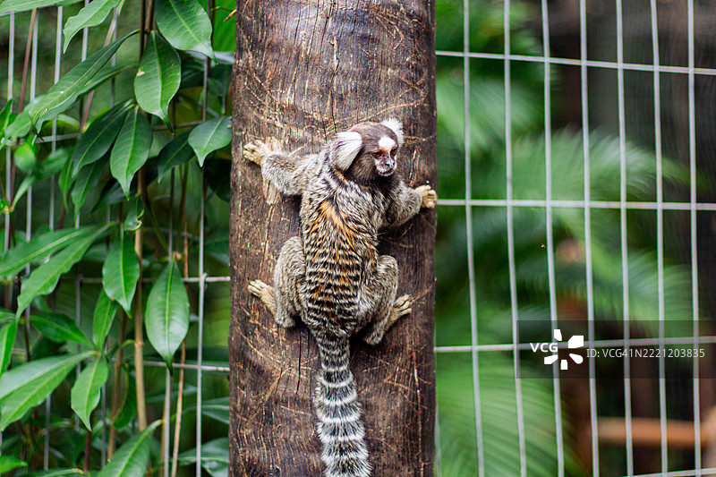 树上的蜥蜴特写图片素材