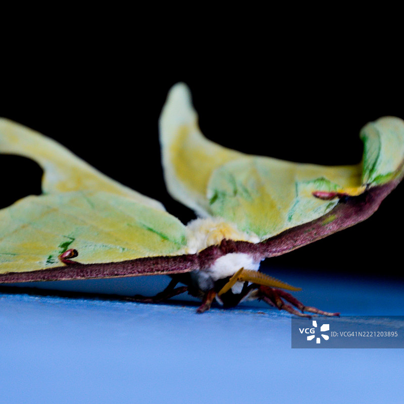 黑色背景下叶子上的昆虫特写，佛罗里达州新港里奇， 美国图片素材