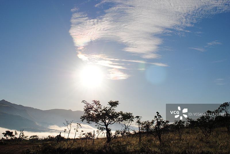 阳光明媚的日子里，树木的剪影映衬在天空中。图片素材