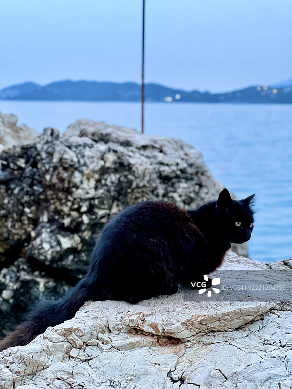 土耳其安塔利亚日落时分海岸边的黑猫竖版照片图片素材