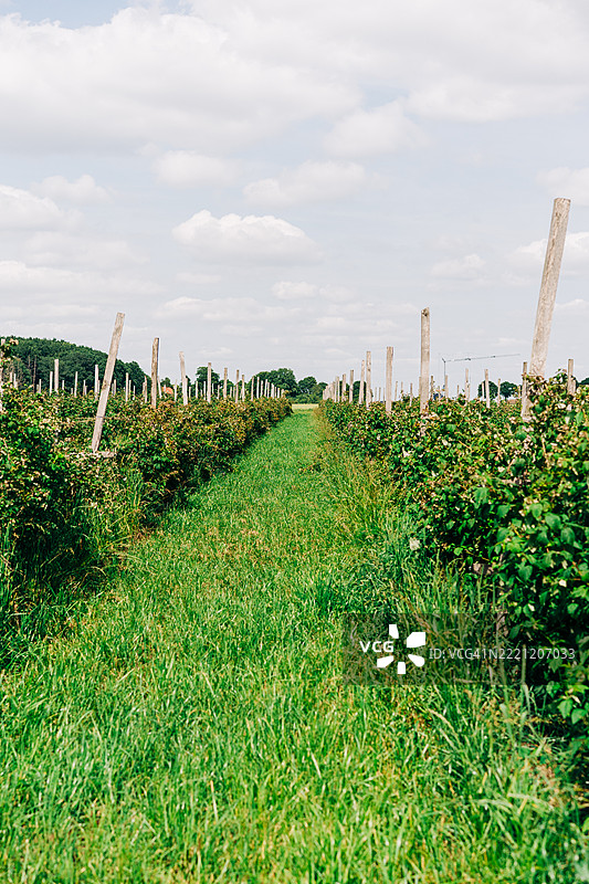 蓝天下云雾弥漫的宽阔葡萄园绿植行列图片素材