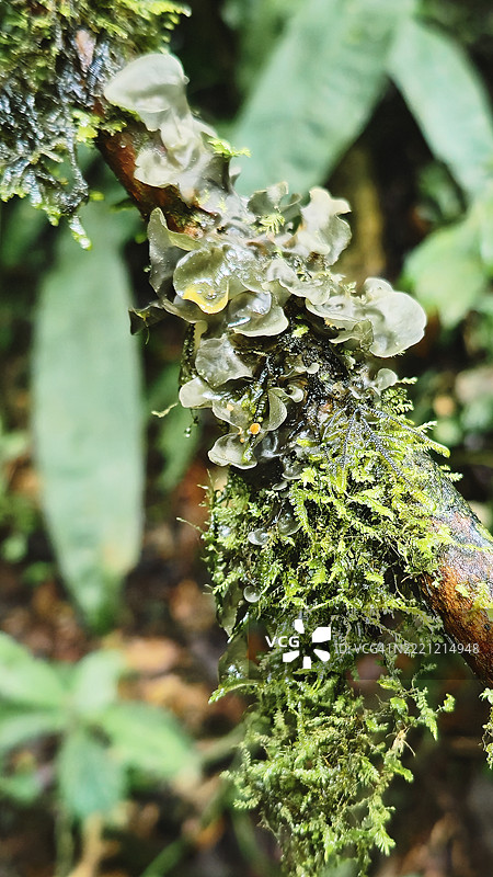 热带云雾森林中生长在树枝上的苔藓和透明真菌特写图片素材