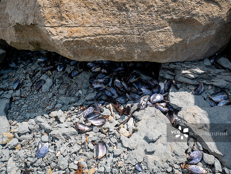 空紫色蛤蜊壳在加拿大魁北克安提科斯蒂岛的波特梅尼尔卵石海滩上图片素材
