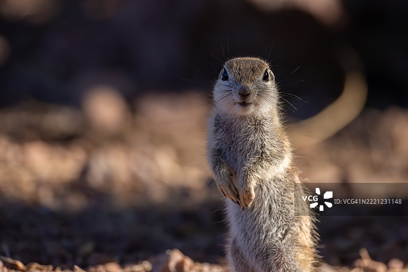 亚利桑那沙漠中直立的地松鼠图片素材