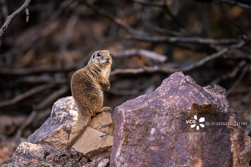 亚利桑那州岩石间警觉的地松鼠图片素材
