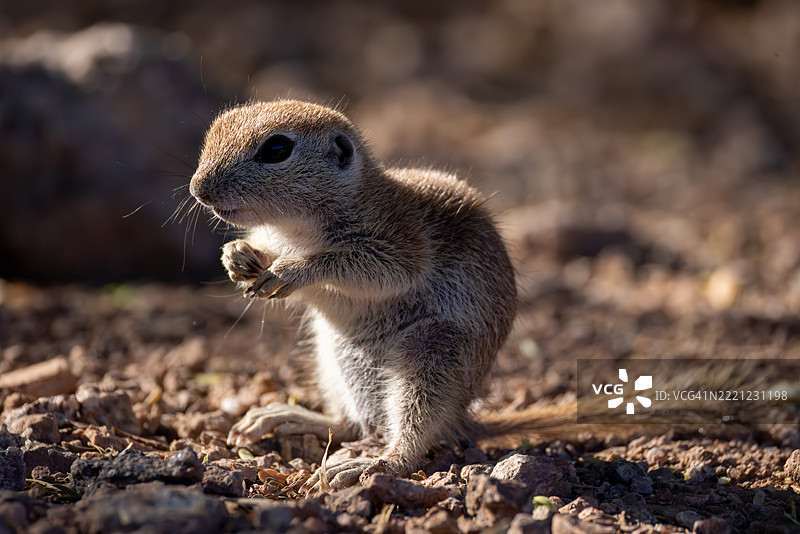 圆尾地松鼠幼崽在沙漠地面上觅食图片素材