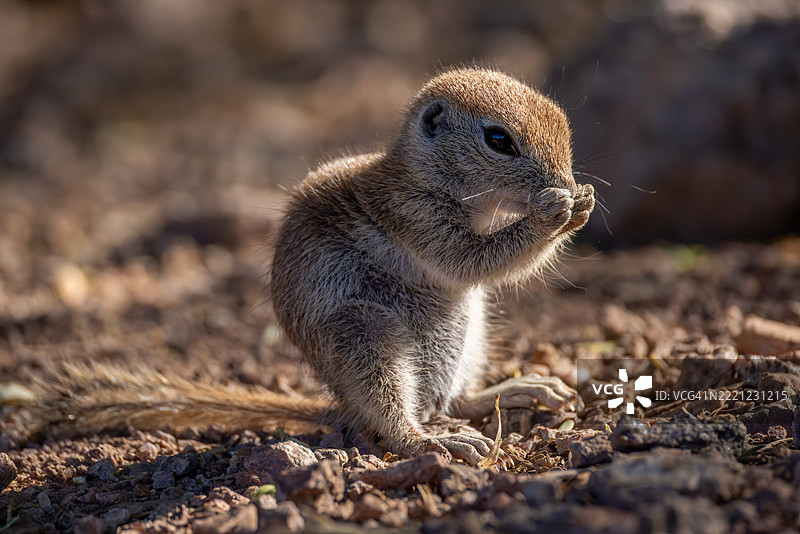 早晨阳光下喂食的圆尾地松鼠宝宝图片素材