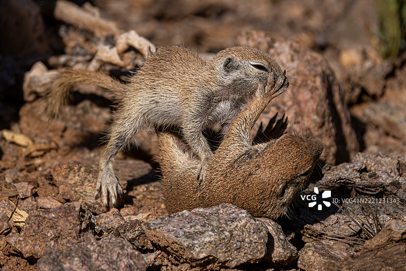 亚利桑那沙漠中年轻的地松鼠在打斗玩耍图片素材