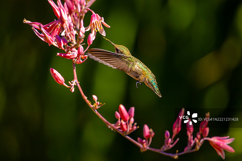 亚利桑那州沙漠花园中的雌性安娜蜂鸟觅食图片素材