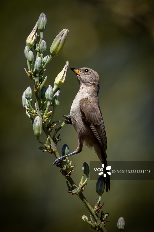 亚利桑那州沙漠植物上的幼年维尔丁鸟图片素材