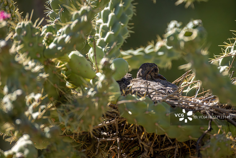 在亚利桑那沙漠中的刺球仙人掌间筑巢的哀鸣鸽图片素材