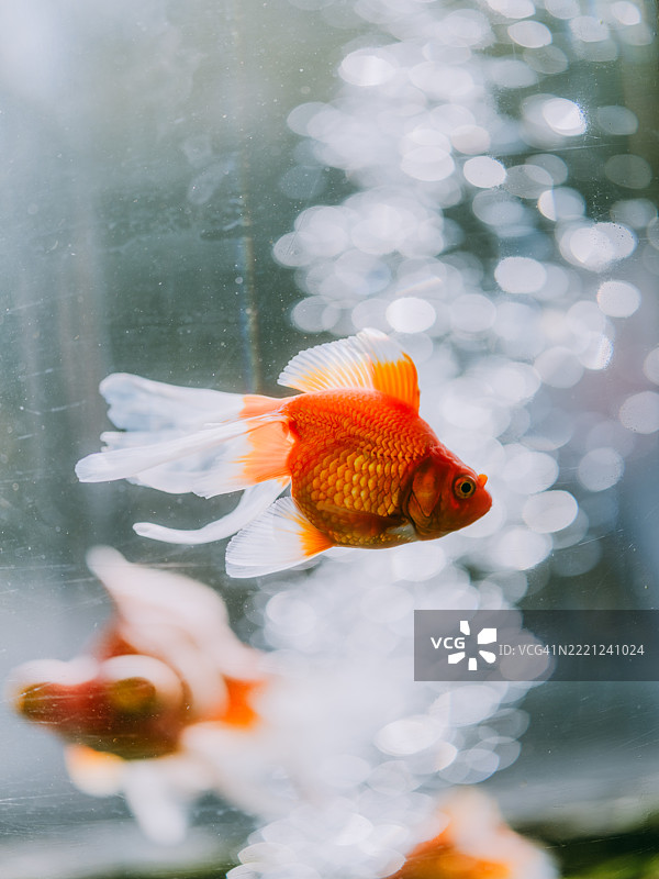 金鱼特写图片素材