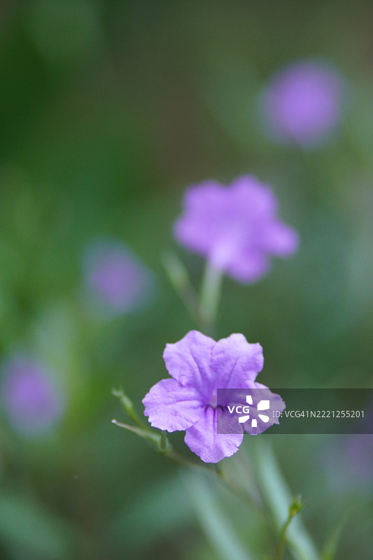 水甘蔗、瓦特拉卡努、迷你根、铁根、热病根、爆米花荚、饼干植物、特雷诺、托伊丁、爵床科、布里顿野生、墨西哥蓝钟花、在自然背景下盛开的紫色花园宠物香。图片素材