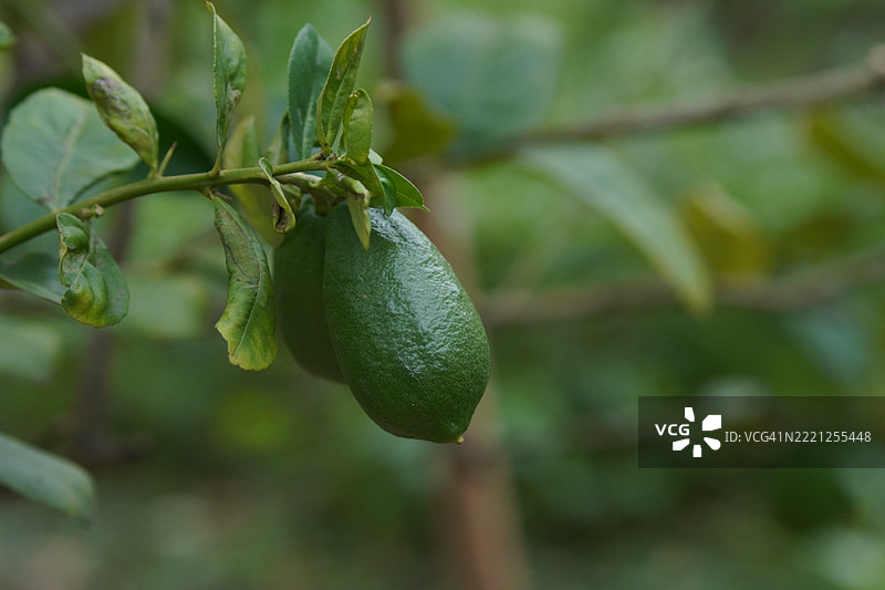 树上的柠檬，模糊的自然背景，酸味水果，青绿色蔬菜图片素材