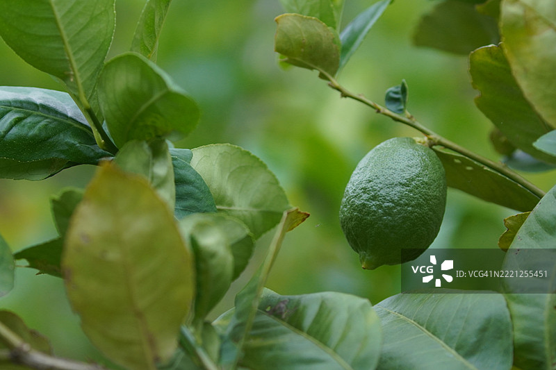 树上的柠檬，模糊的自然背景，植物，酸味水果，青绿色蔬菜图片素材