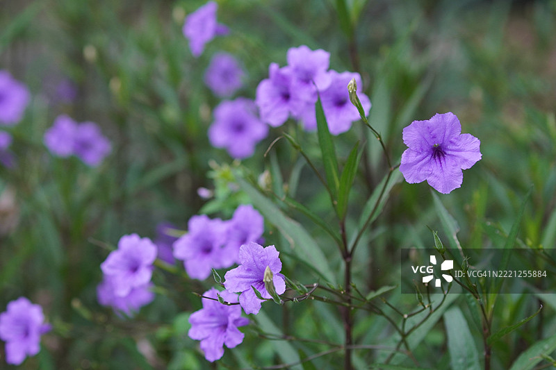 水甘草、瓦特拉卡努、迷你根、铁根、热病根、爆裂荚、饼干植物、特雷诺、托伊丁、爵床科、布里顿野花、墨西哥蓝钟花、在自然背景下盛开的紫色花盆花图片素材