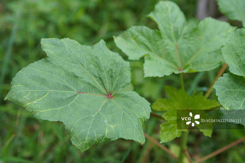 牙买加酸梅，洛索尔树图片素材