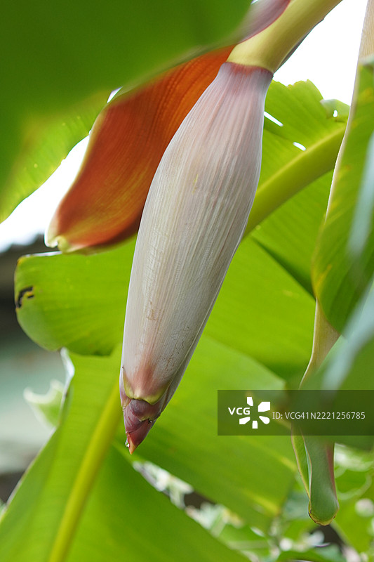 香蕉花图片素材