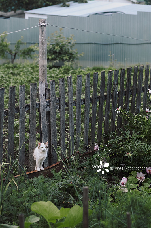白色流浪猫在木栅栏间走向菜园。夏天的乡村街道上的猫咪。图片素材