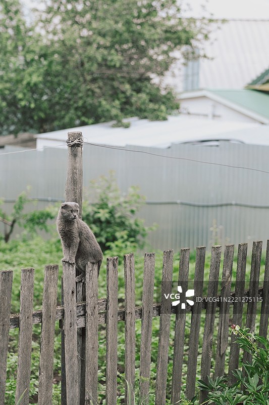 一只垂耳的灰色猫坐在木栅栏上，注视着花园。夏天的乡村猫在户外。图片素材