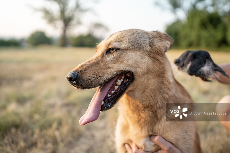 快乐的狗狗在自然户外环境中享受美容护理图片素材