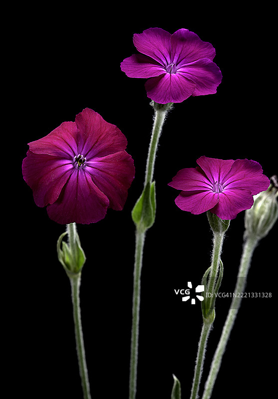 玫瑰冠花（玫瑰营，灰尘米勒，毛蕊花）图片素材