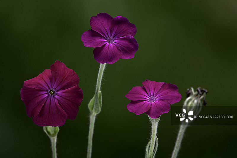 玫瑰冠花（玫瑰营，灰毛菊，毛蕊花）图片素材