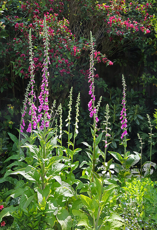 高大的粉色和白色的毛地黄，盛开在英式花园的花坛中。图片素材