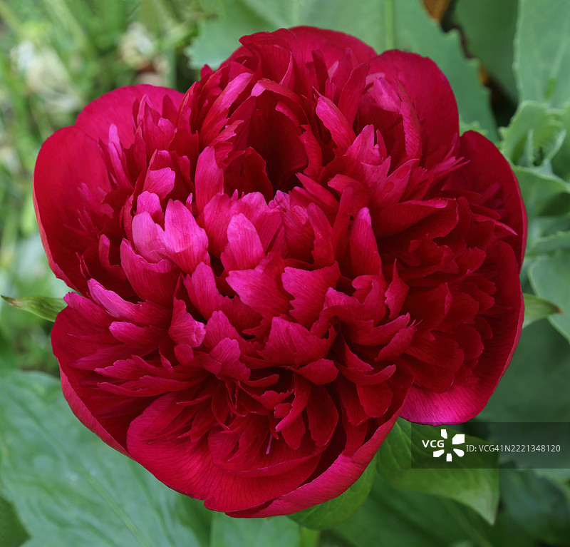 深红色牡丹花特写，生长在英国家庭花园中。图片素材