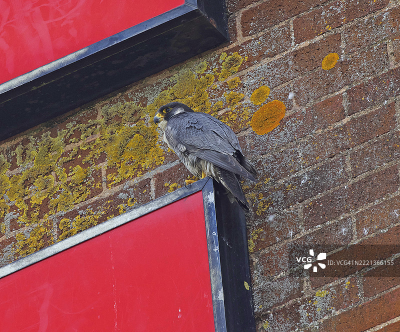 游隼 [Falco peregrinus]图片素材