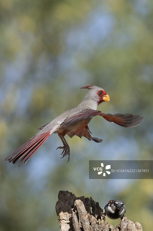 雄性红头雀起飞图片素材