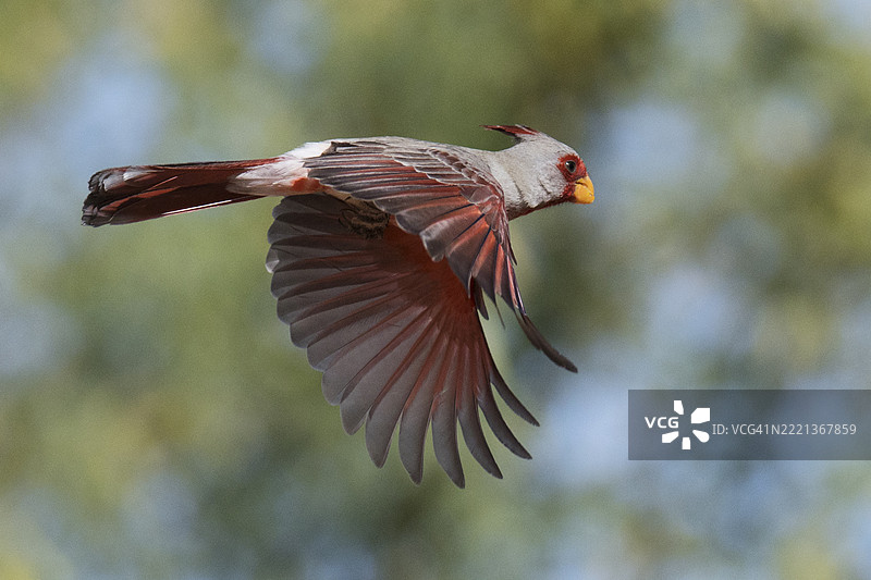 雄性红头雀在飞翔图片素材
