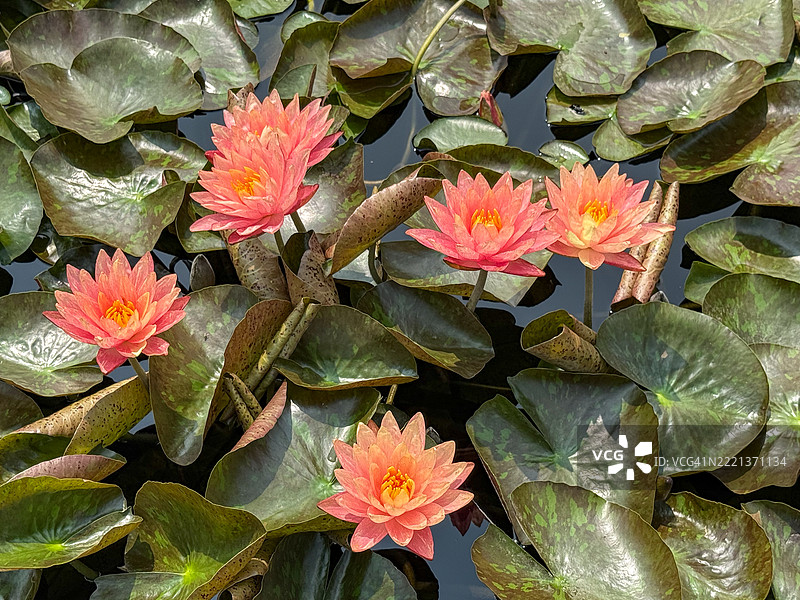 宾夕法尼亚州肯尼特广场的朗伍德花园中的桃色睡莲图片素材