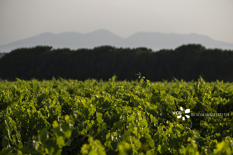 正在耕作的葡萄园图片素材