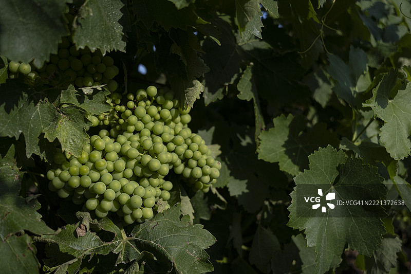 正在耕作的葡萄园图片素材