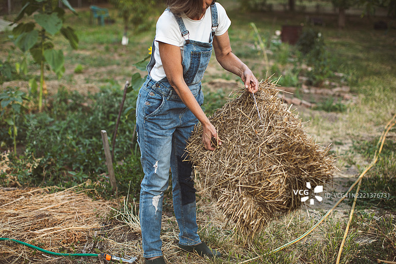 女性在有机花园中使用稻草 bale 进行覆盖。图片素材