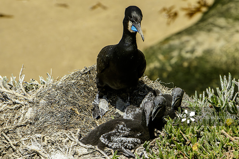 高角度视图的鸬鹚及其幼鸟巢穴图片素材