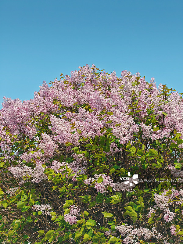 紫丁香花图片素材