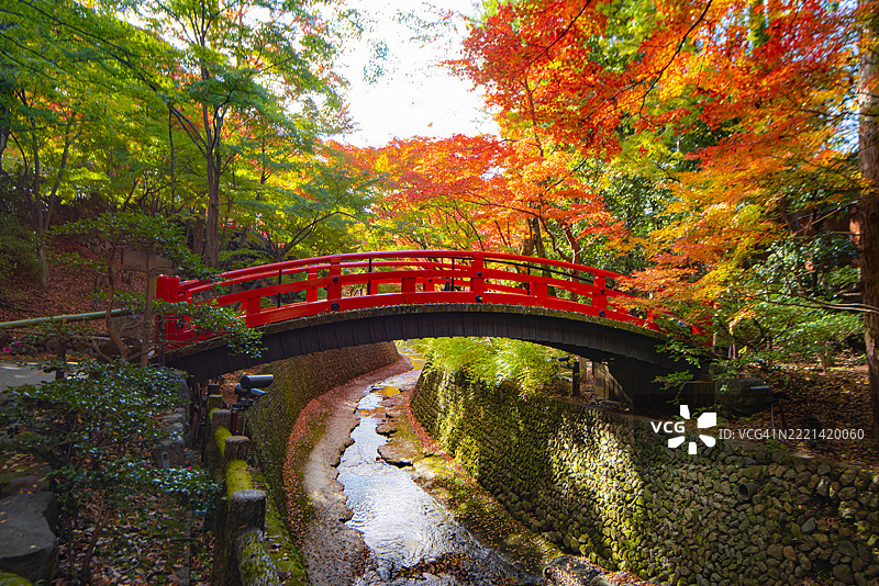 秋天在京都北野天满宫的五彩枫树花园中，红桥的美丽景色图片素材