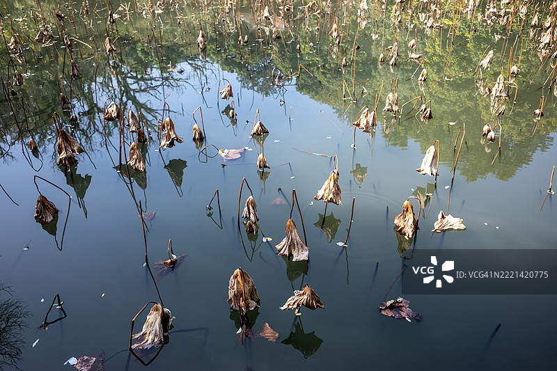 枯萎的荷叶图片素材