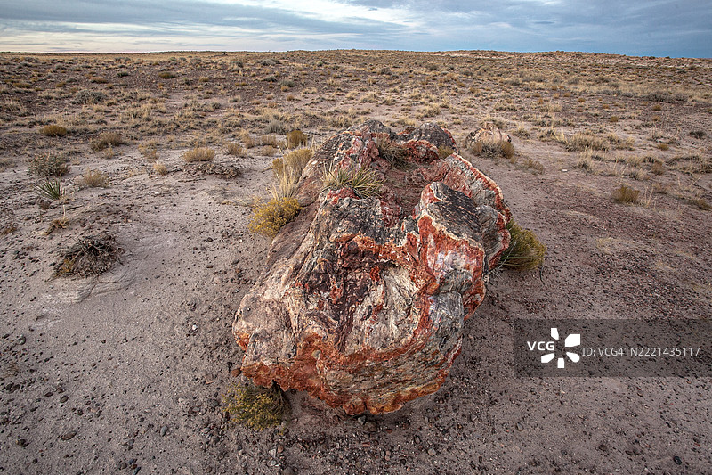 佩特里法德森林国家公园的化石图片素材