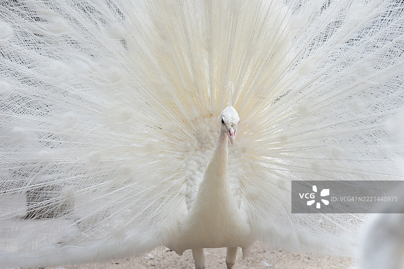优雅的白孔雀展示它的羽毛图片素材