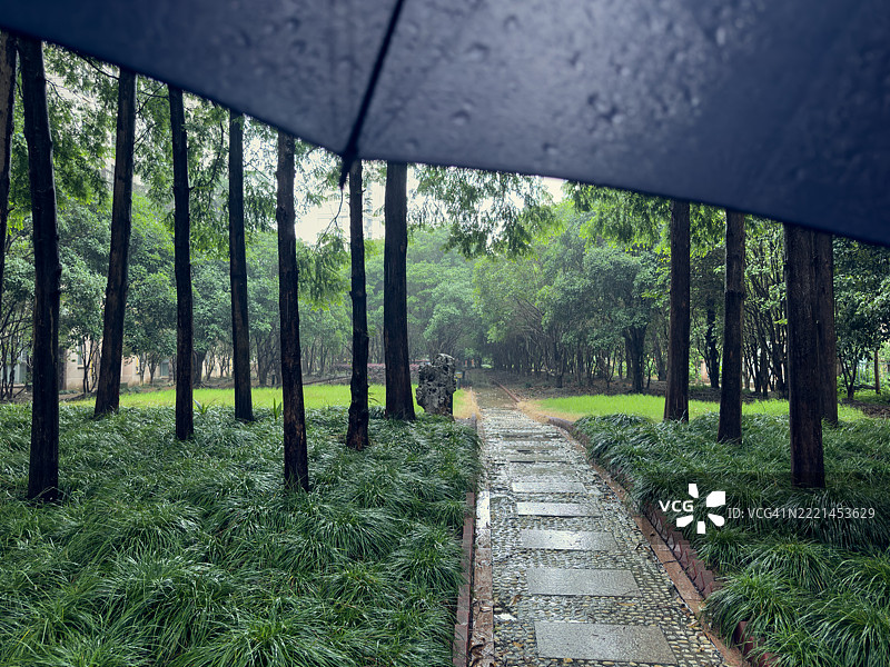夏雨后的森林树木。图片素材