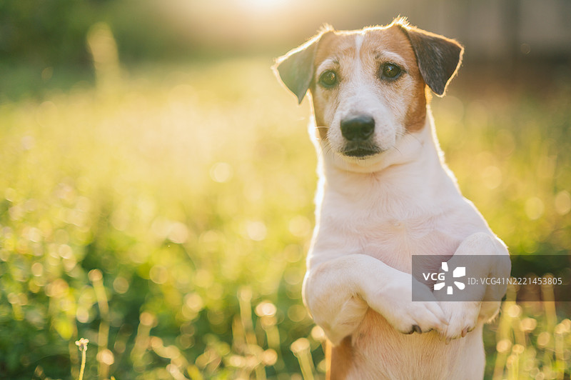 充满活力的杰克罗素梗在傍晚的阳光下探索高草地。图片素材