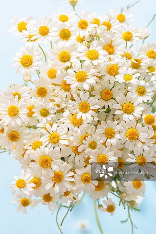 一束野菊花在蓝色背景的花瓶中。药草和茶的概念。图片素材