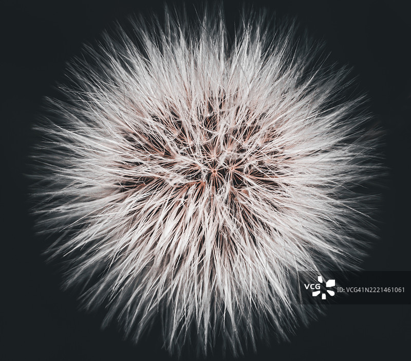 白色蒲公英花头种子特写镜头图片素材