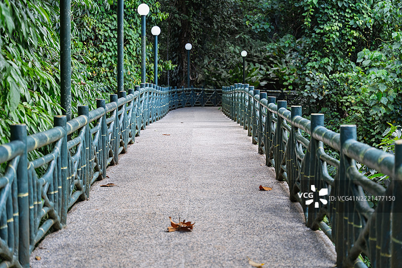 郁郁葱葱的森林景观中的绿色小径图片素材